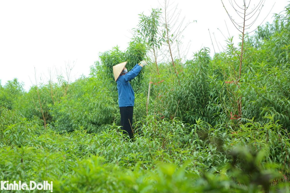 C&ocirc;ng đoạn tuốt l&aacute; cần phải tỉ mỉ, thực hiện đ&uacute;ng thời gian để đ&agrave;o c&oacute; thể ra được mắt v&agrave; nu&ocirc;i dưỡng mắt đ&agrave;o, cho ra những nụ hoa to, đẹp v&agrave; đều đ&uacute;ng dịp Tết.