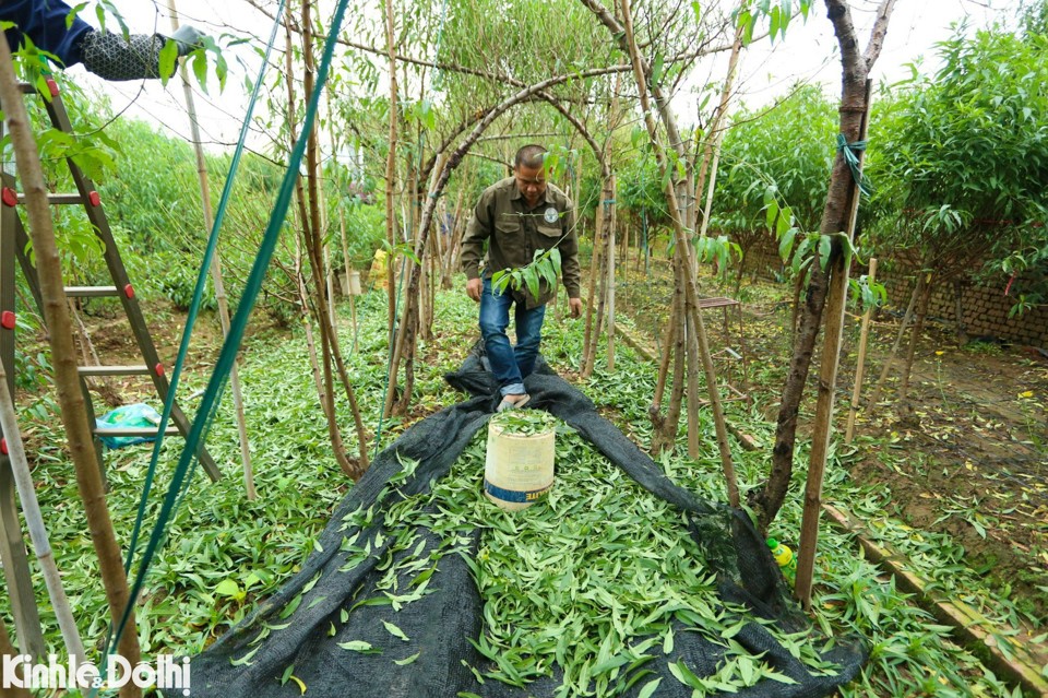 B&ecirc;n cạnh đ&oacute;, một số c&ocirc;ng việc nặng nhọc hơn như vận chuyển c&aacute;c gốc đ&agrave;o; chỉnh sửa, cắt tỉa c&agrave;nh đ&agrave;o; phun thuốc, tưới nước... được trả chi ph&iacute; đắt hơn so với tuốt l&aacute;.