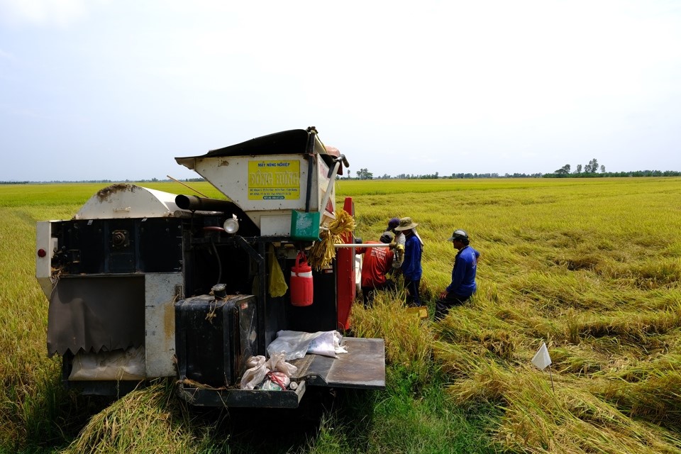 Thu hoạch l&uacute;a tại đồng bằng s&ocirc;ng Cửu Long. Ảnh: Phạm H&ugrave;ng