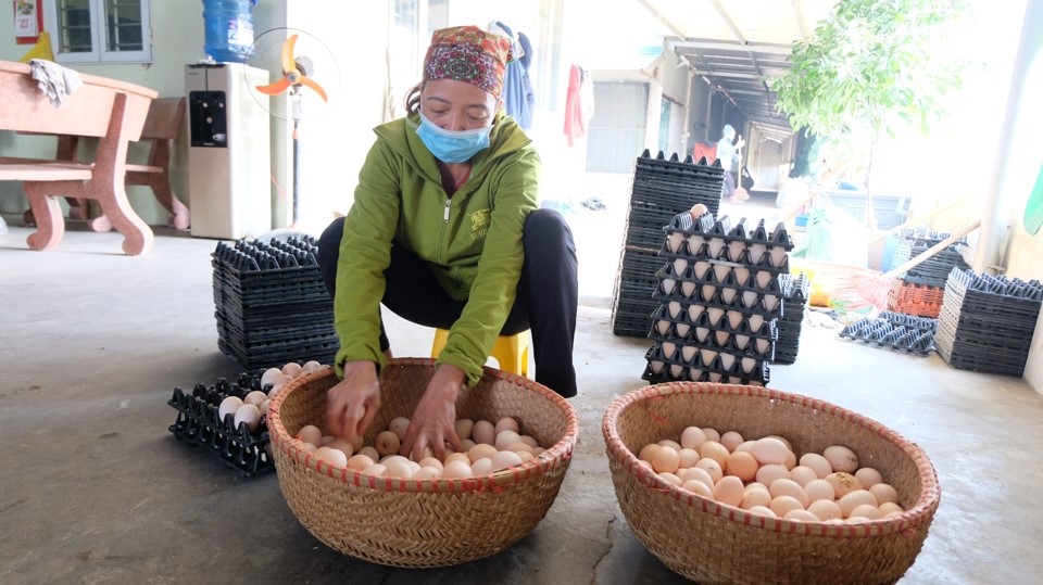 M&ocirc; h&igrave;nh nu&ocirc;i g&agrave; Ai Cập đẻ trứng gi&uacute;p gia đ&igrave;nh chị Tuyết thu về tiền triệu mỗi ng&agrave;y.