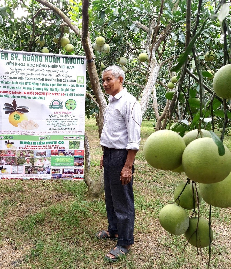 Bưởi của HTX n&ocirc;ng nghiệp sạch Đức Hậu Lưu Quang ở x&atilde; Trung H&ograve;a huyện Chương Mỹ rất được kh&aacute;ch h&agrave;ng ưa chộng