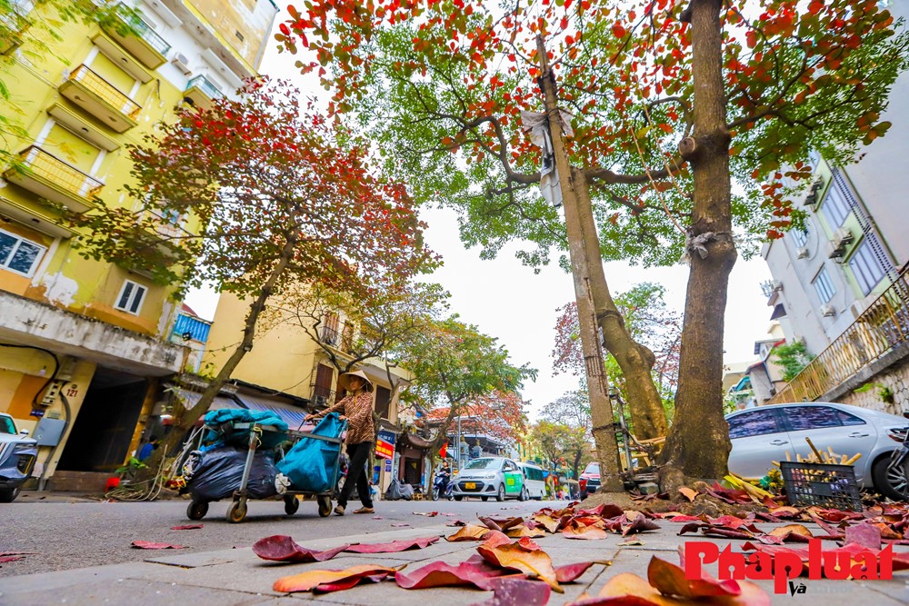 Hà Nội đẹp lãng mạn mùa cây bàng lá đỏ