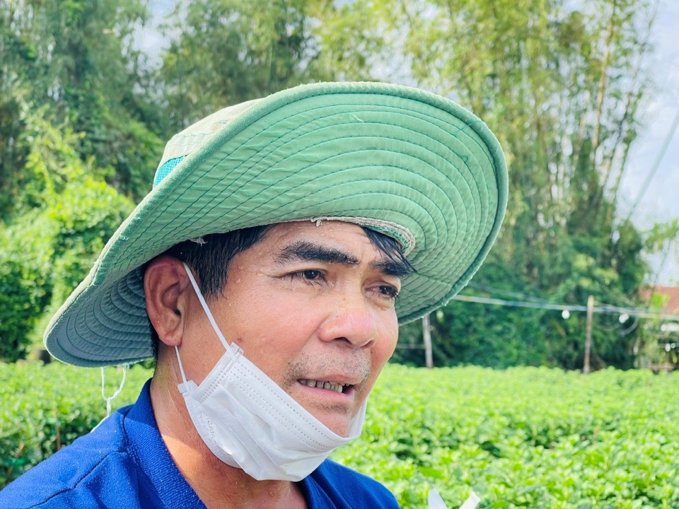 "Vụ Tết n&agrave;y t&ocirc;i trồng hơn 1.000 chậu c&uacute;c. Thời tiết hay c&oacute; mưa dầm n&ecirc;n phải chủ động phun thuốc chống nấm v&agrave; gi&uacute;p l&aacute; xanh tươi. Phần lớn hoa trong vườn cũng đ&atilde; được đặt mua", &ocirc;ng Ph&aacute;t cho hay.&nbsp;Ảnh: H&agrave; Phương