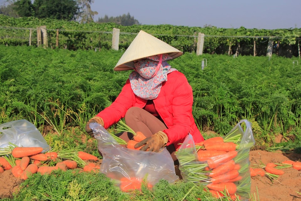 Sau khi thu hoạch, b&agrave; con chỉ cần l&agrave;m sạch cho v&agrave;o t&uacute;i, thương l&aacute;i cho xe đến tận ruộng để lấy h&agrave;ng v&agrave; chuyển về c&aacute;c khu chợ đầu mối lớn trong v&agrave; ngoại tỉnh.&nbsp;