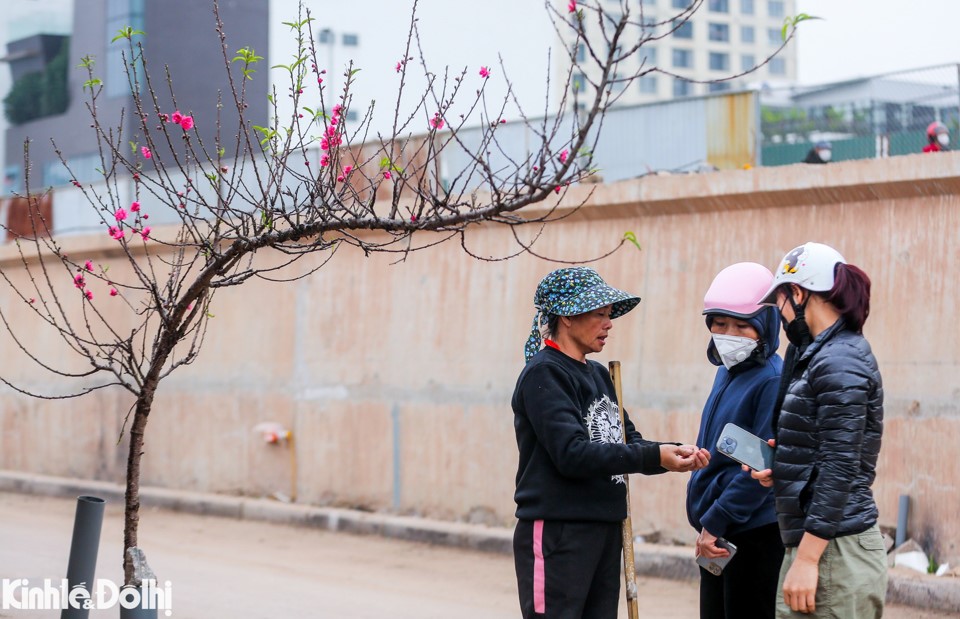 Từ 2 tuần nay, mỗi ng&agrave;y&nbsp;c&aacute;c tiểu thương&nbsp;b&aacute;n được khoảng 50 c&agrave;nh đ&agrave;o c&aacute;c loại, gi&aacute; mỗi c&agrave;nh từ 100.000 - 300.000 đồng.