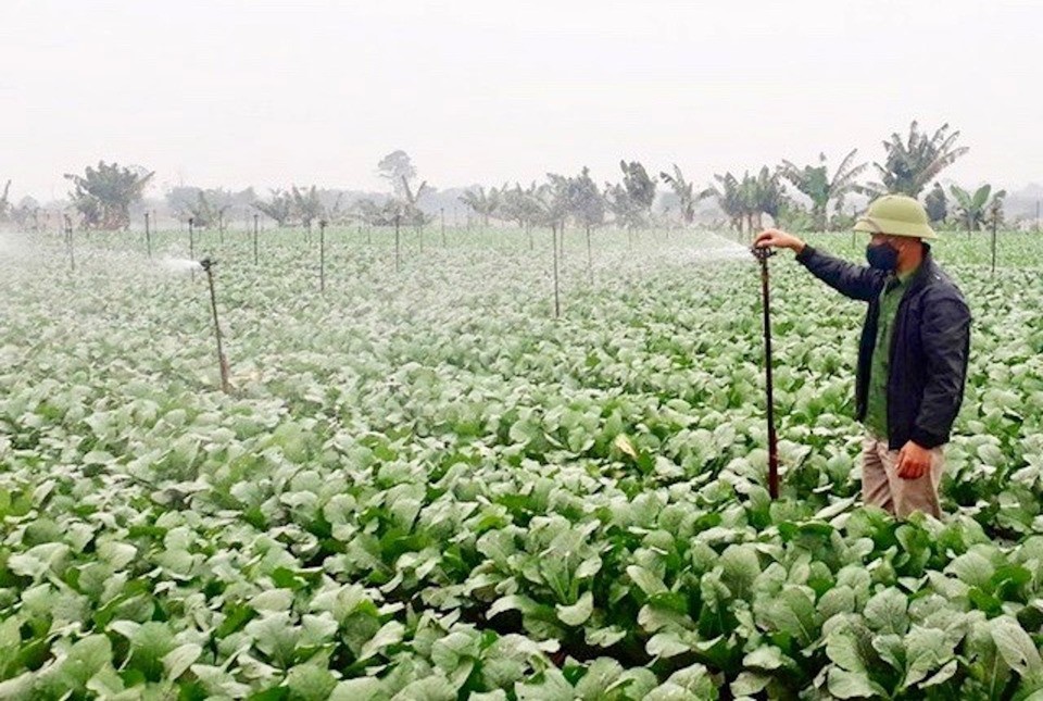 Hệ thống tưới tiết kiệm nước cho rau củ tr&ecirc;n c&aacute;nh đồng x&atilde; Tr&aacute;ng Việt (huyện M&ecirc; Linh).