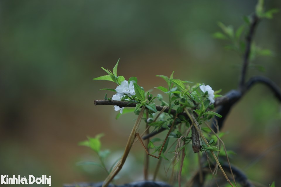 "Điểm đặc biệt của mai trắng ch&iacute;nh l&agrave; c&oacute; hai vụ hoa để người c&oacute; đam m&ecirc; hoa chơi trong thời gian d&agrave;i. Cụ thể, vụ hoa thứ nhất thường nở v&agrave;o những ng&agrave;y gi&aacute;p Tết v&agrave; k&eacute;o d&agrave;i đến hết Tết Nguy&ecirc;n đ&aacute;n. Đến vụ hoa thứ 2, khi mai, đ&agrave;o bắt đầu t&agrave;n th&igrave; mai trắng lại đ&acirc;m chồi, nảy nụ, bung nở hoa th&ecirc;m một đợt nữa. Đợt hoa thứ hai n&agrave;y thường k&eacute;o d&agrave;i cho tới khi chớm H&egrave; mới t&agrave;n hết" - b&agrave;&nbsp;Cao Thị Minh Xu&acirc;n cho biết.