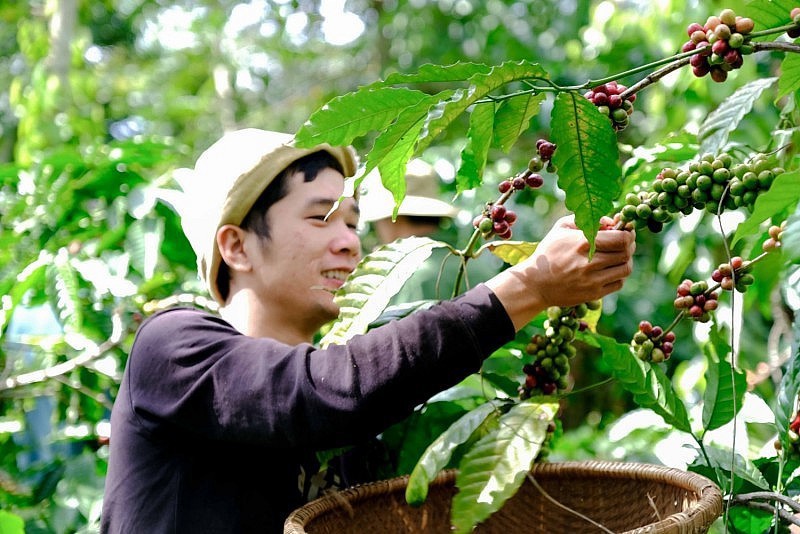 C&agrave; ph&ecirc; Việt Nam được bán ở thị trường nước ngoài dưới thương hi&ecirc;ụ kh&ocirc;ng phải của doanh nghi&ecirc;̣p Vi&ecirc;̣t. Ảnh minh họa