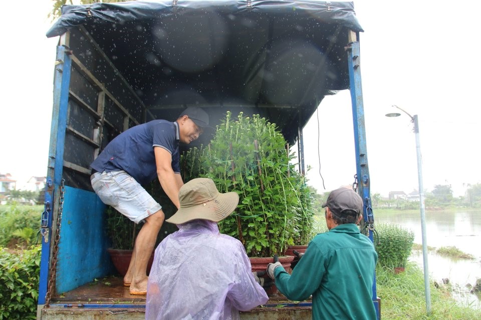 Theo c&aacute;c nh&agrave; vườn, những thương l&aacute;i xuất đi c&aacute;c tỉnh xa như Đắk Lắk, Nha Trang, TP. Hồ Ch&iacute; Minh Đồng Th&aacute;p đều chở hoa đi gần hết.&nbsp;