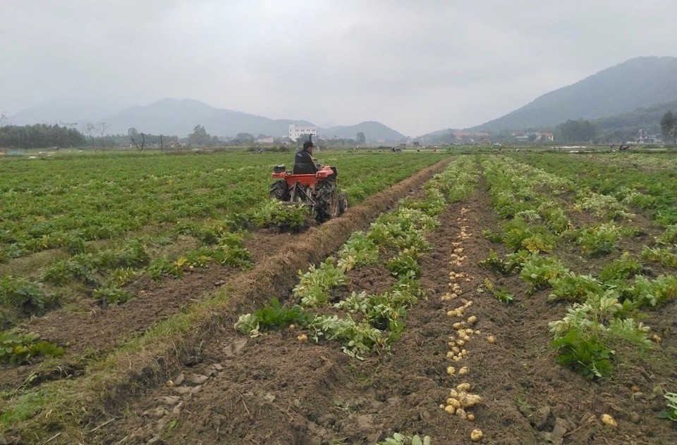 Thu hoạch khoai t&acirc;y giống Marabel (Đức) tại huyện S&oacute;c Sơn.