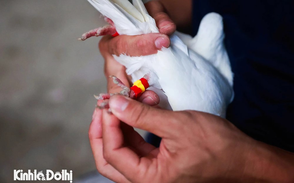 Gần 900 chim bồ câu sẵn sàng tung cánh mừng đại lễ A80 tại Quảng trường Ba Đình - ảnh 8