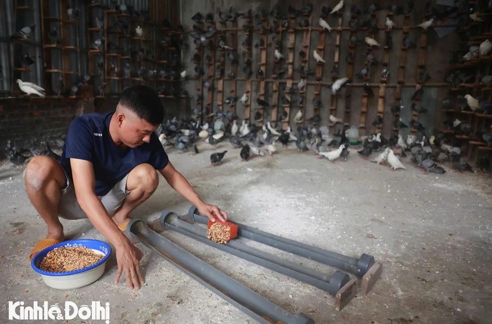 Gần 900 chim bồ câu sẵn sàng tung cánh mừng đại lễ A80 tại Quảng trường Ba Đình - ảnh 4