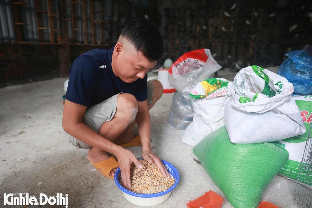 Gần 900 chim bồ câu sẵn sàng tung cánh mừng đại lễ A80 tại Quảng trường Ba Đình - ảnh 5