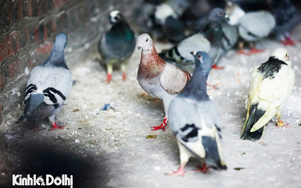 Gần 900 chim bồ câu sẵn sàng tung cánh mừng đại lễ A80 tại Quảng trường Ba Đình - ảnh 7