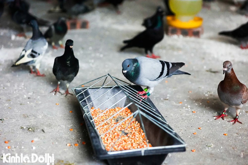 Gần 900 chim bồ câu sẵn sàng tung cánh mừng đại lễ A80 tại Quảng trường Ba Đình - ảnh 6