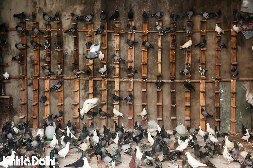 Gần 900 chim bồ câu sẵn sàng tung cánh mừng đại lễ A80 tại Quảng trường Ba Đình - ảnh 1