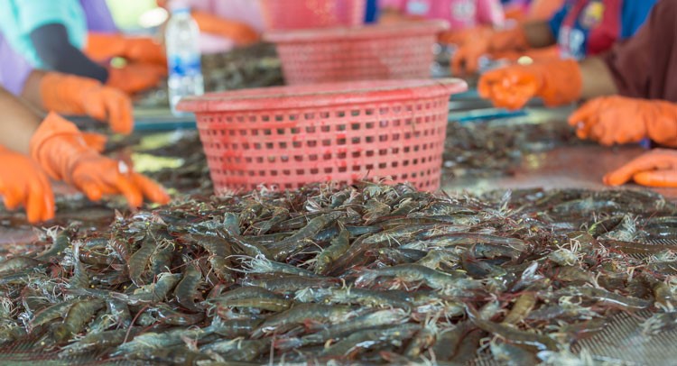 Xuất khẩu tôm Việt Nam 7 tháng đạt 2,5 tỷ USD, tăng trưởng mạnh ở châu Á, gặp khó tại Mỹ - ảnh 1