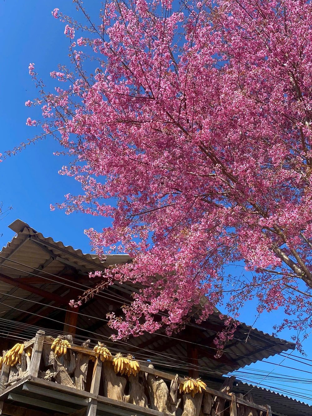 Tết Dương lịch 2026 đi đâu? Lên Tuyên Quang check-in mùa hoa anh đào - ảnh 2