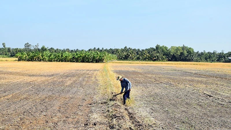 Vùng nông nghiệp trọng điểm của Việt Nam đối mặt với tình trạng thiếu nước trầm trọng, cuộc sống nhiều người dân bị đảo lộn - ảnh 2