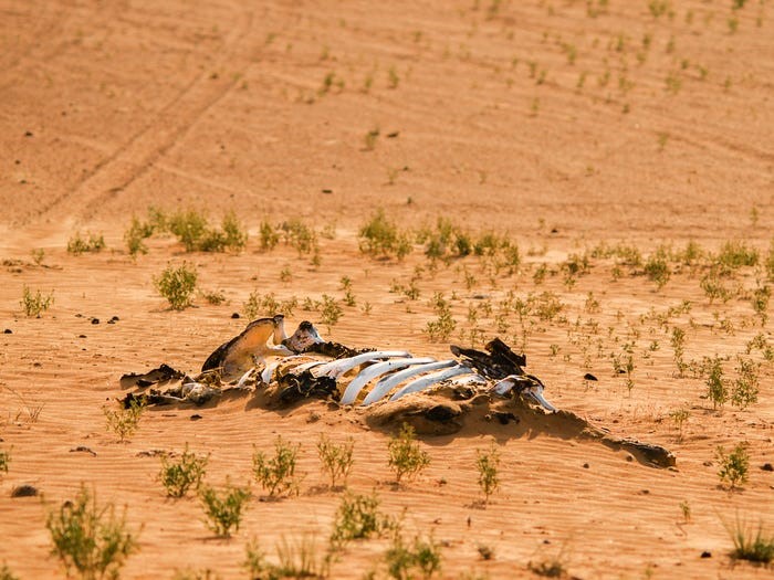Các nhà khoa học cảnh báo: Trái Đất đã bước vào đại tuyệt chủng lần thứ 6, đe dọa sự tồn tại của loài người?  - ảnh 2