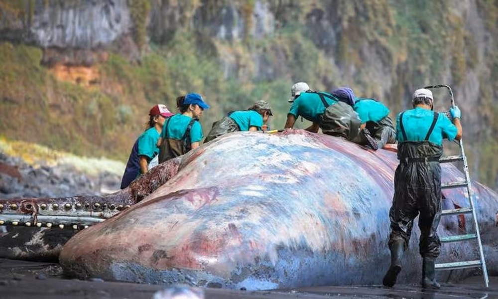 Phát hiện 'báu vật' nặng gần 10kg trị giá 13 tỷ đồng trong xác một con cá trôi dạt vào bờ biển, được các nhà điều chế nước hoa tìm kiếm trong nhiều thế kỷ  - ảnh 1