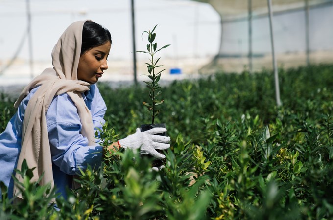 Đại gia Trung Đông tham vọng ‘xanh hóa’ sa mạc bằng cách trồng 10 tỷ cây xanh - ảnh 1