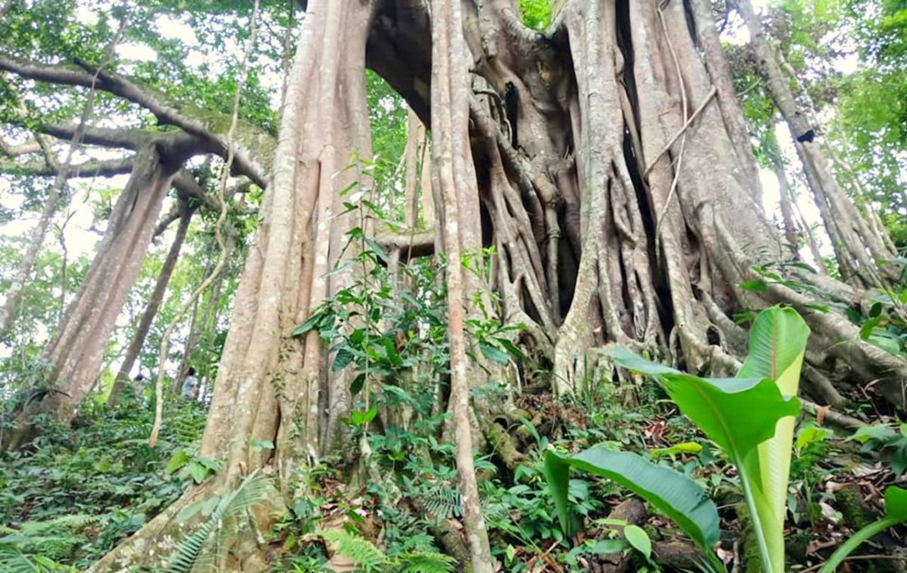 Việt Nam có quần thể 959 cây lim xanh quý hiếm cùng 11 cây đa cổ thụ, vừa được công nhận là Cây di sản  - ảnh 3