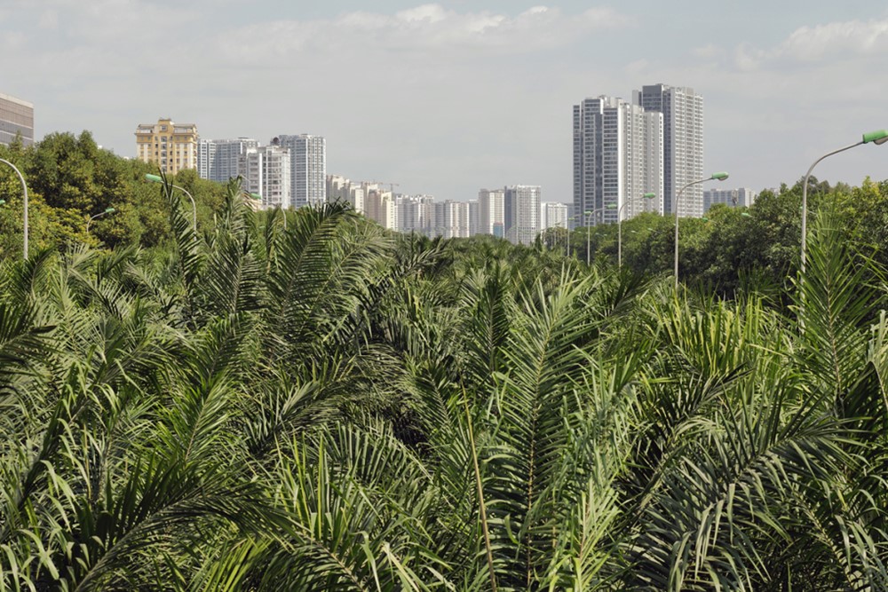 Đô thị đặc biệt của Việt Nam sẽ trồng mới 700.000 cây xanh vào năm 2025  - ảnh 1