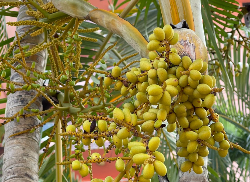 Loài cây cảnh được ví như ‘vị vua’ phong thủy, có thể xua đuổi xui xẻo, gom lộc tứ phương, thu hút tiền tài cho gia chủ - ảnh 3