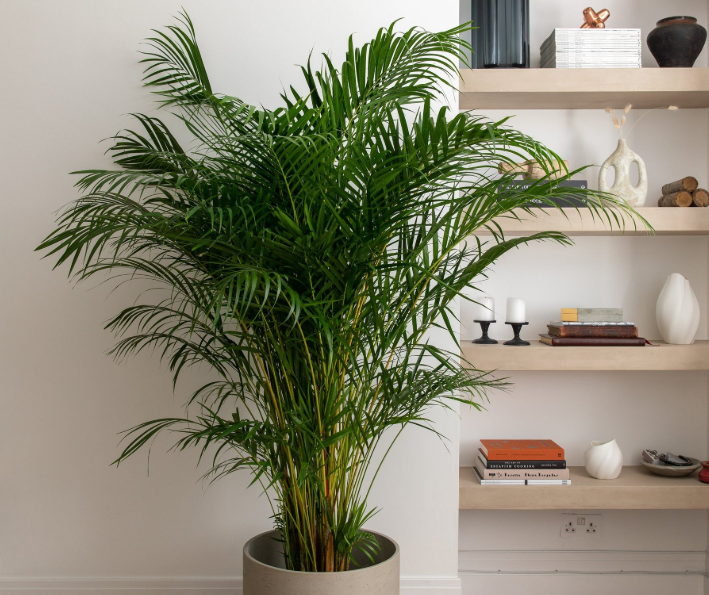 Loài cây cảnh được ví như ‘vị vua’ phong thủy, có thể xua đuổi xui xẻo, gom lộc tứ phương, thu hút tiền tài cho gia chủ - ảnh 4