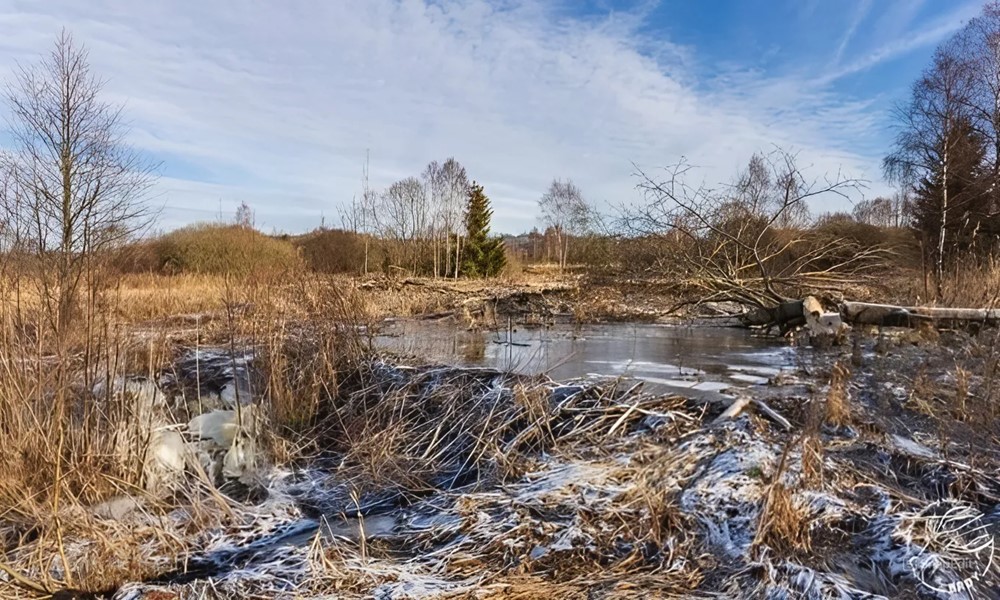 Quốc gia châu Âu tiết kiệm được hơn 31 tỷ đồng nhờ đàn hải ly tự tay xây dựng một dự án đập bị đình trệ suốt 7 năm  - ảnh 1