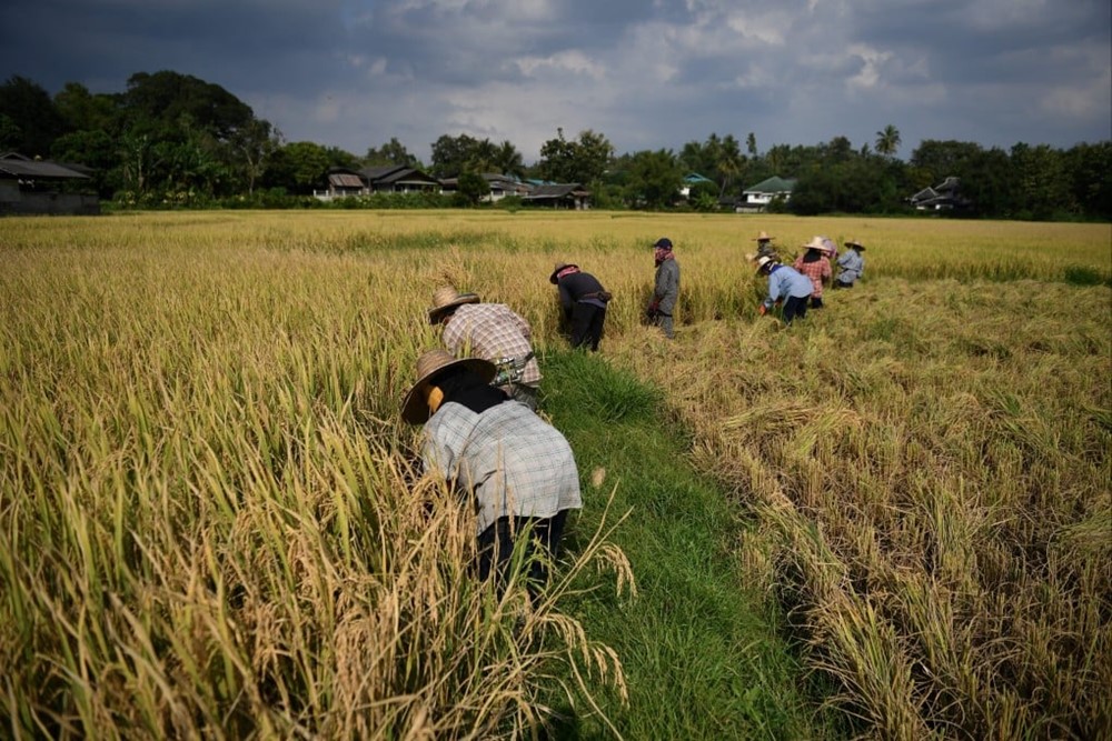 Ô nhiễm kim loại nặng đe dọa hàng trăm triệu ha đất canh tác lúa gạo, loạt quốc gia châu Á nằm trong vùng nguy hiểm - ảnh 1