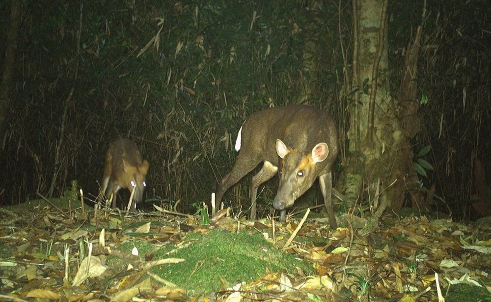 Việt Nam vừa phát hiện nhiều động vật hoang dã quý hiếm, có loài thuộc nhóm ‘cực kỳ nguy cấp’ trong Sách đỏ - ảnh 4