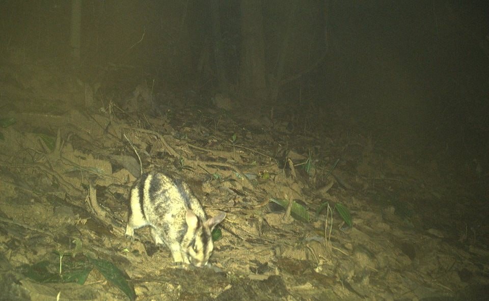 Việt Nam vừa phát hiện nhiều động vật hoang dã quý hiếm, có loài thuộc nhóm ‘cực kỳ nguy cấp’ trong Sách đỏ - ảnh 2