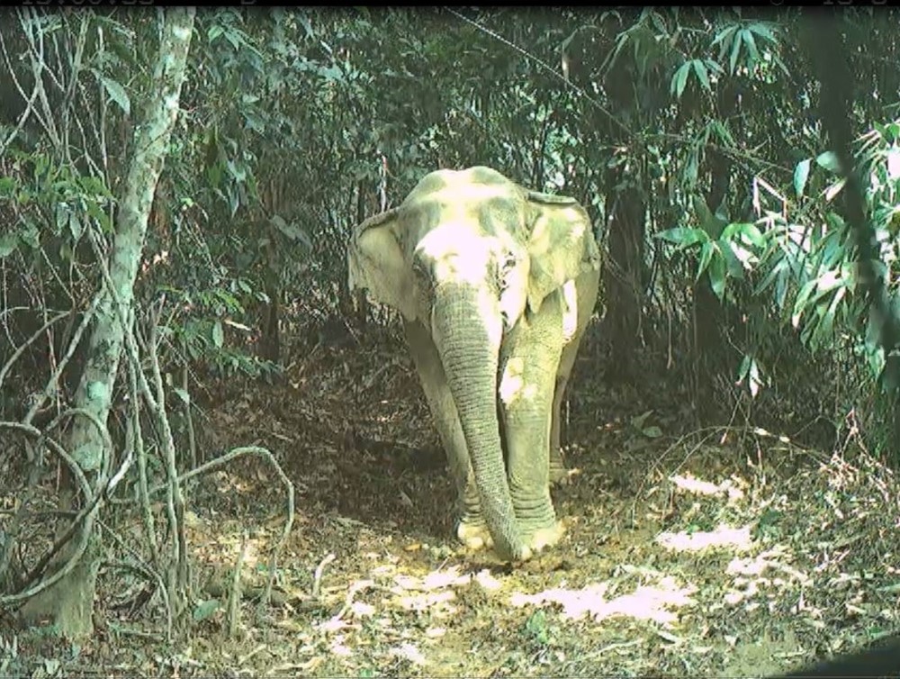 Việt Nam vừa phát hiện nhiều động vật hoang dã quý hiếm, có loài thuộc nhóm ‘cực kỳ nguy cấp’ trong Sách đỏ - ảnh 1