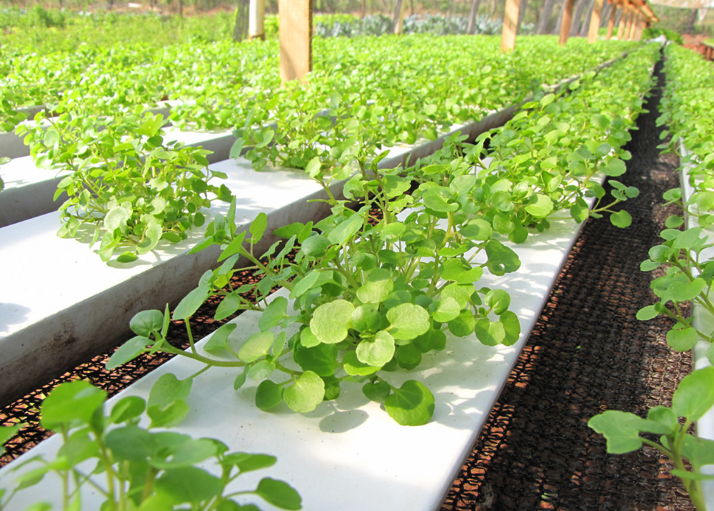 1 loại rau mọc đầy ở Việt Nam được CDC Mỹ công nhận là ‘siêu thực phẩm’ chống ung thư tốt nhất thế giới, lại cực tốt cho tim mạch và xương khớp - ảnh 3