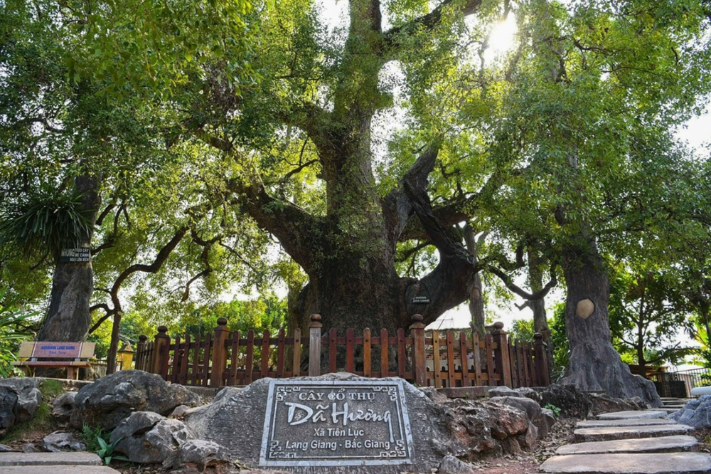 Việt Nam sở hữu cây thiêng ngàn tuổi từng được vua Lê sắc phong: ‘Báu vật’ độc nhất của cả thế giới, tọa lạc tại ‘thủ phủ công nghiệp’ miền Bắc - ảnh 1