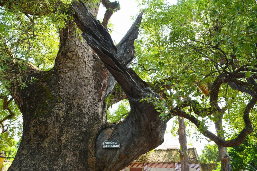 Việt Nam sở hữu cây thiêng ngàn tuổi từng được vua Lê sắc phong: ‘Báu vật’ độc nhất của cả thế giới, tọa lạc tại ‘thủ phủ công nghiệp’ miền Bắc - ảnh 3