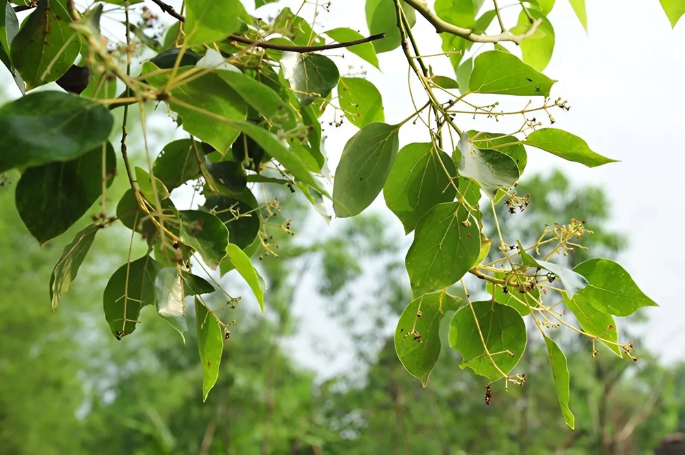 Việt Nam sở hữu cây thiêng ngàn tuổi từng được vua Lê sắc phong: ‘Báu vật’ độc nhất của cả thế giới, tọa lạc tại ‘thủ phủ công nghiệp’ miền Bắc - ảnh 4