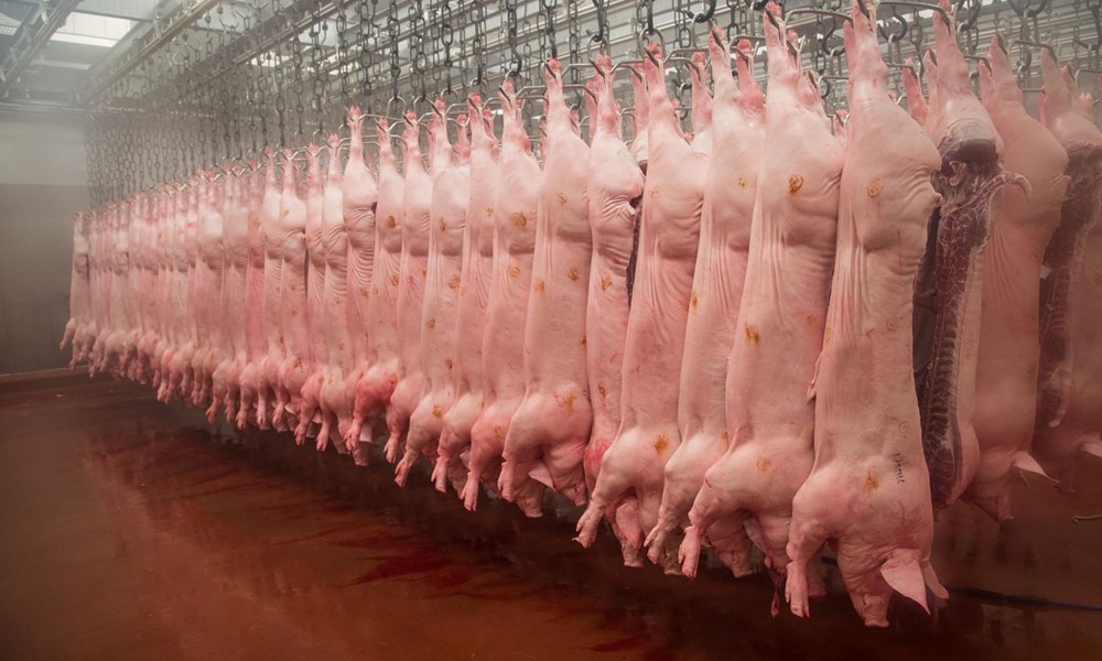 Phát hiện thịt gà 'rửa clo', xác lợn chất đống trên sàn: Bê bối rúng động ngành chế biến thịt 8 năm về trước - ảnh 1