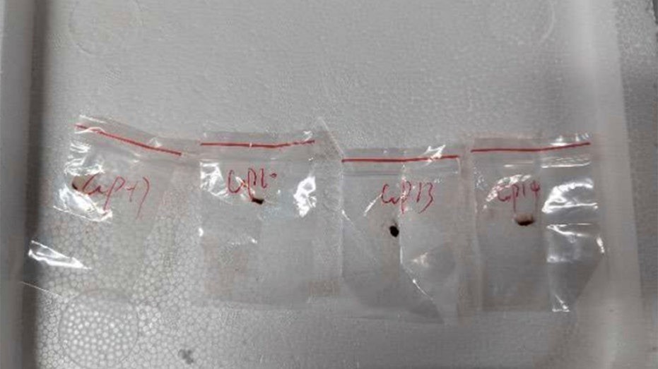 Nấm độc và drone: Chuyên gia Mỹ cảnh báo nguy cơ chiến tranh sinh học từ Trung Quốc - ảnh 1