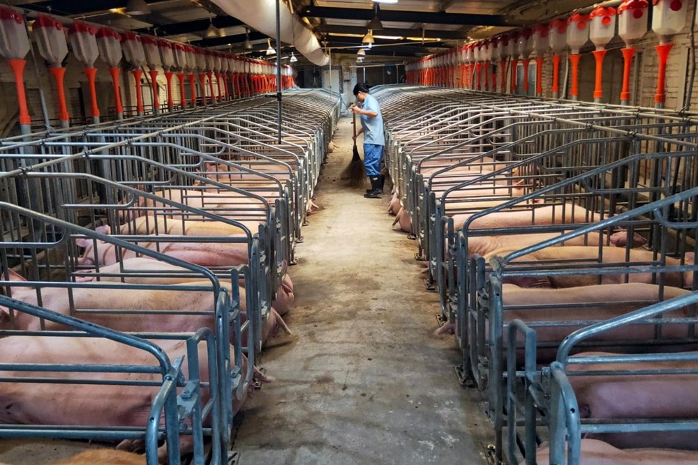 Nền kinh tế lớn thứ 2 thế giới lung lay: Giá thịt lợn rơi thẳng đứng, nông dân lỗ nặng, chính quyền buộc phải cắt giảm 1 triệu con  - ảnh 1