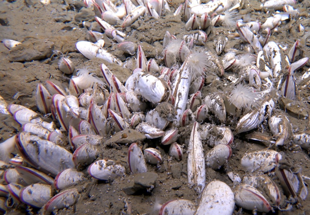 Phát hiện quần thể sinh vật sống khổng lồ ở nơi sâu nhất thế giới, gây chấn động giới khoa học - ảnh 2