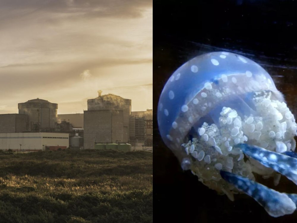 Đàn sứa khổng lồ tràn vào nhà máy điện hạt nhân, chuyên gia cảnh báo hệ quả nhãn tiền của biến đổi khí hậu - ảnh 1