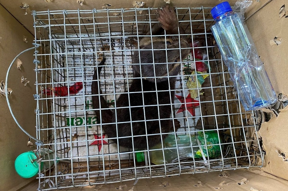 Khởi tố người phụ nữ sinh năm 1986 buôn động vật nguy cấp, quý hiếm - ảnh 1