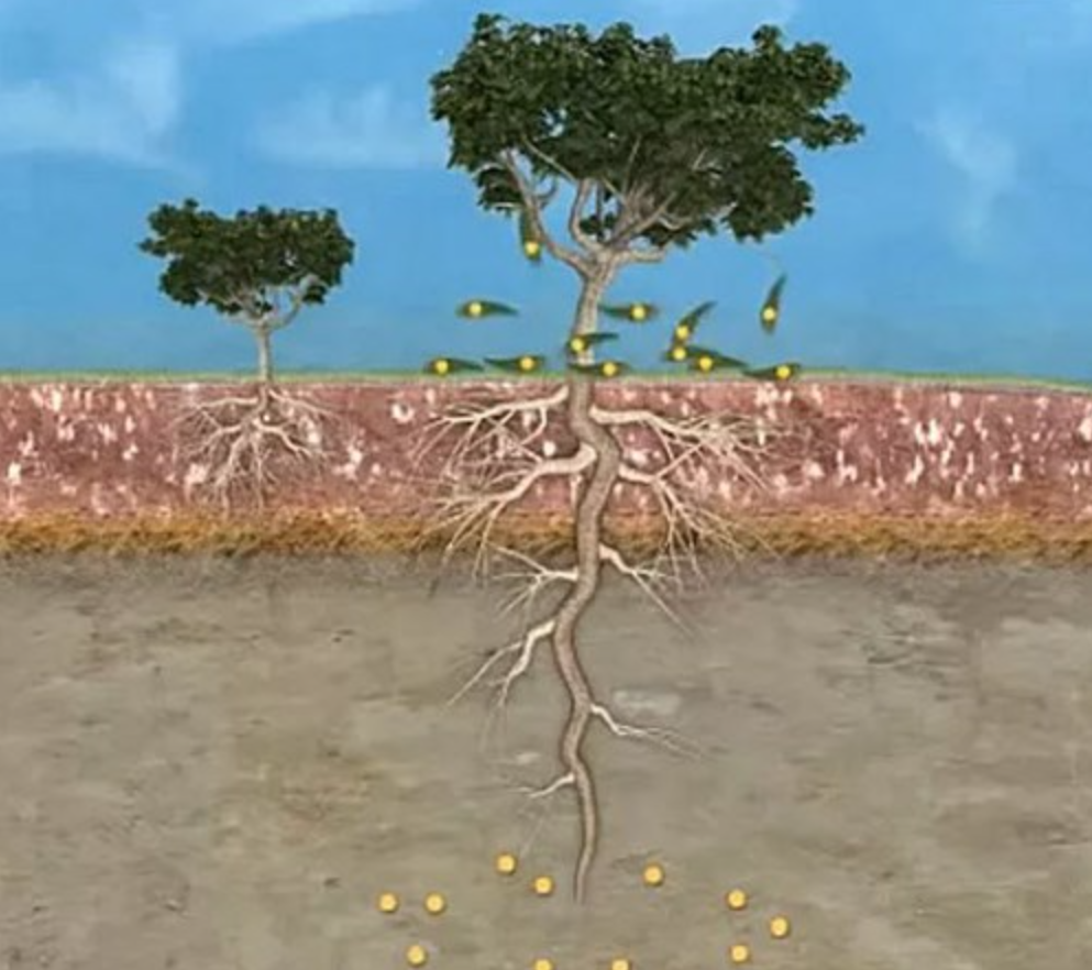 Loại cây lá có thể 'mọc' ra vàng, đang được trồng phổ biến ở Việt Nam - ảnh 4