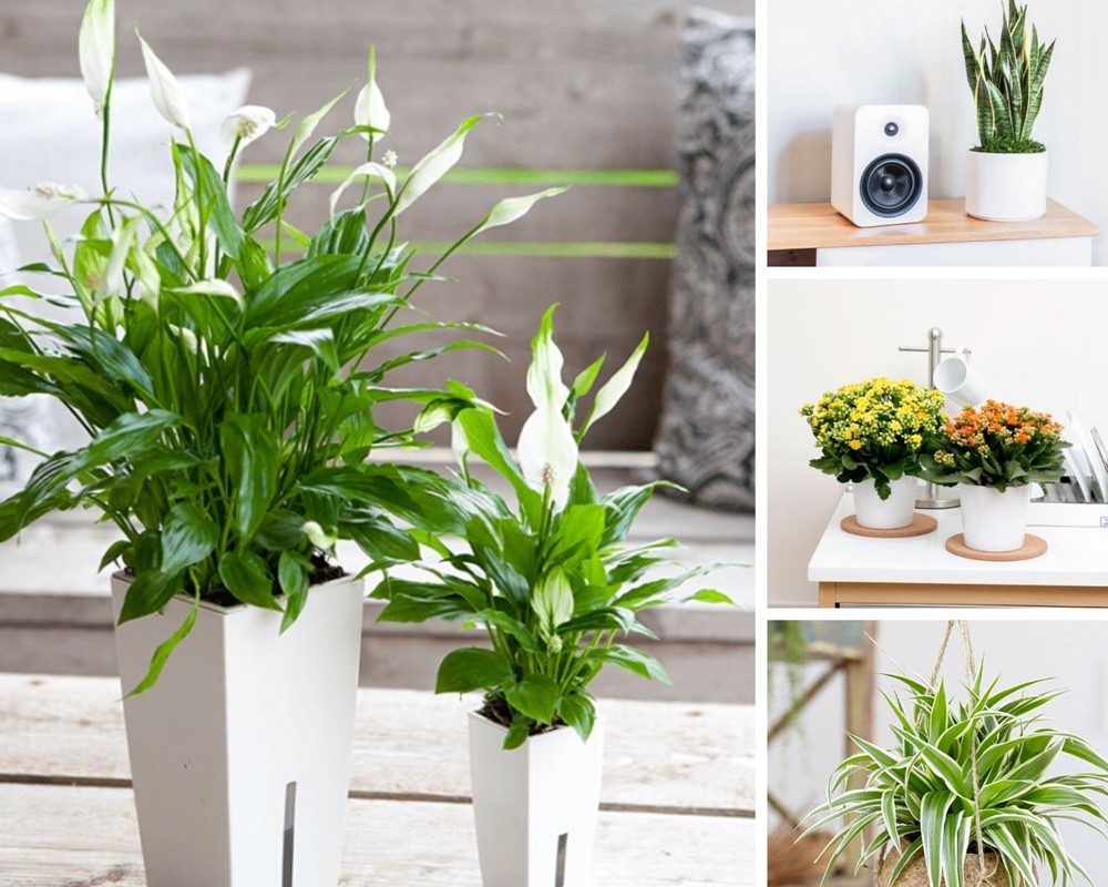 Tín hiệu báo Thần Tài gõ cửa, tiền bạc hanh thông, sự nghiệp khởi sắc - ảnh 2