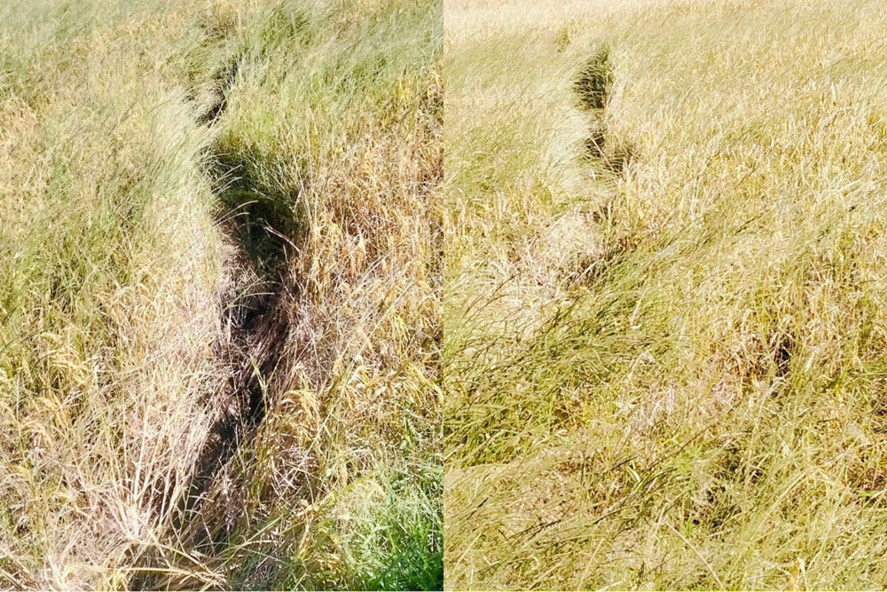 Cánh đồng lúa bất ngờ có dấu vết lạ, người dân hoang mang tìm lời giải - ảnh 2