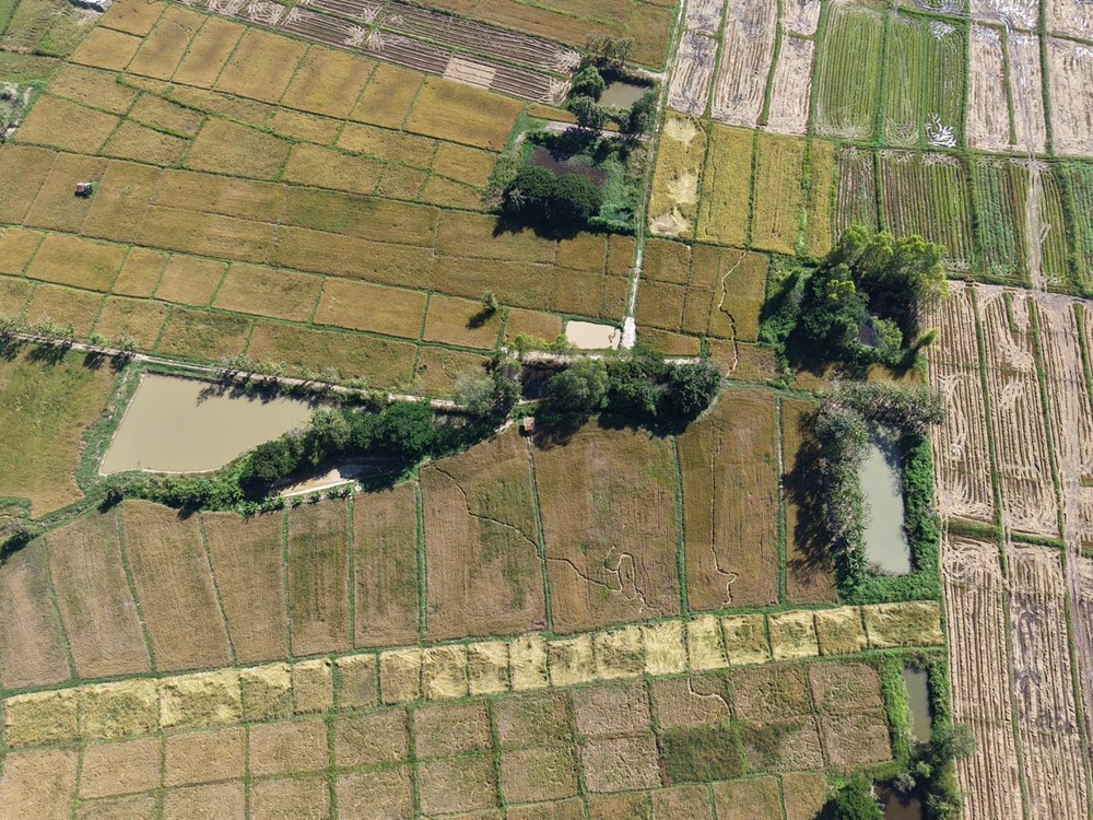 Cánh đồng lúa bất ngờ có dấu vết lạ, người dân hoang mang tìm lời giải - ảnh 1