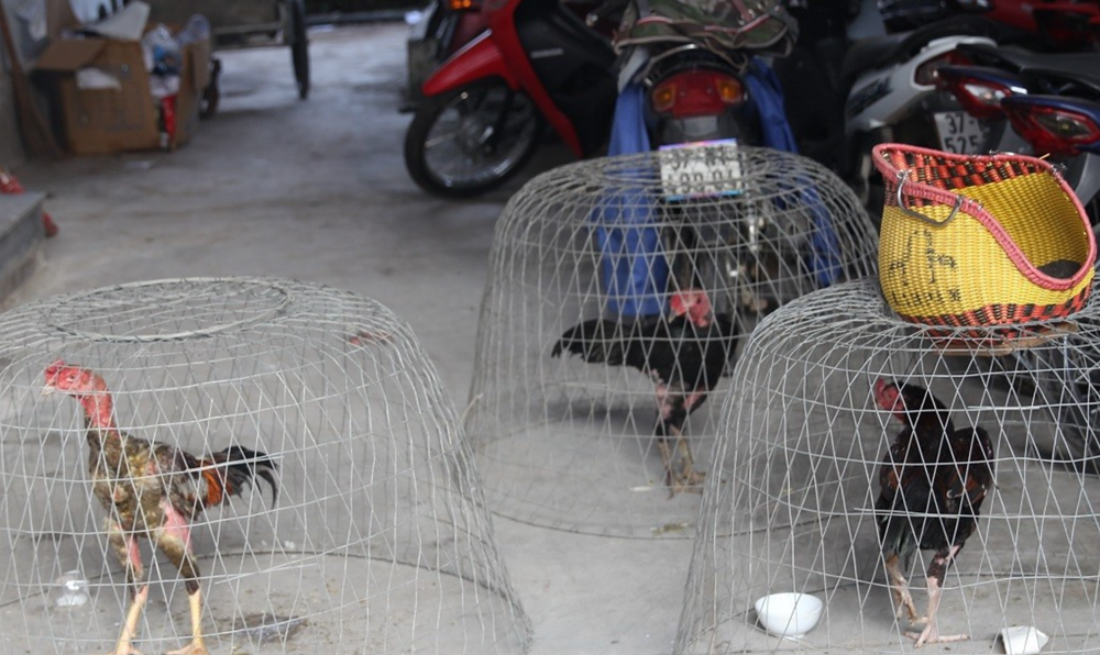 Đột kích một sới gà, bắt nóng 28 người, tịch thu 3 con gà chọi, 2 ô tô và gần 60 triệu đồng tiền mặt - ảnh 3